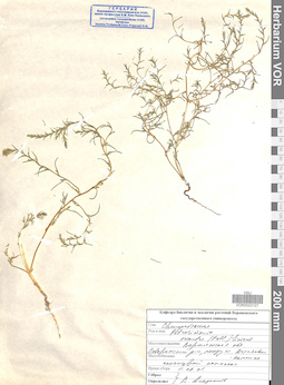 VOR 0023127
