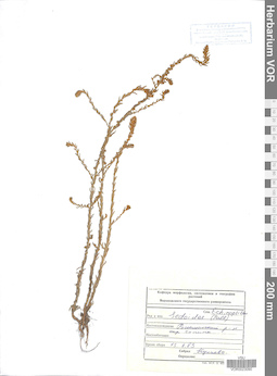 VOR 0023090