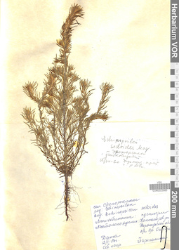 VOR 0023083