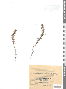 VOR 0023082
