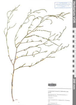 VOR 0040322