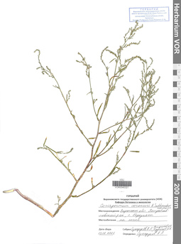 VOR 0040321