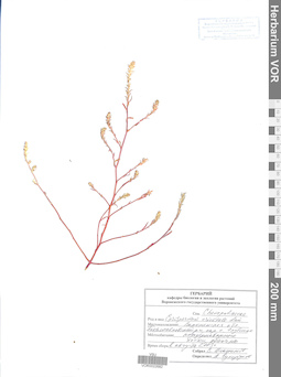 VOR 0022682
