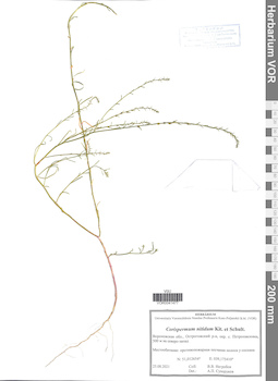 VOR 0041477
