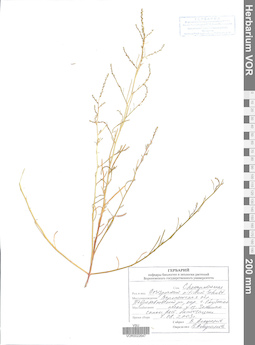VOR 0022647