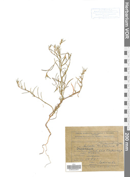 VOR 0022657