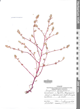 VOR 0042236
