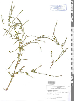 VOR 0042168