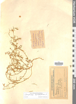 VOR 0022678