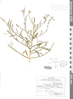 VOR 0022668