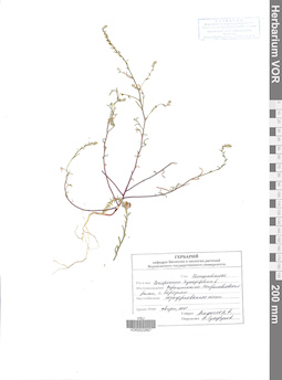 VOR 0022667