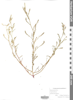 VOR 0022664