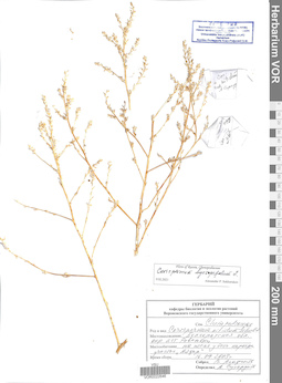 VOR 0022646
