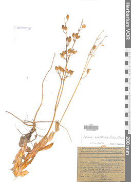 VOR 0039890