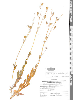 VOR 0039884