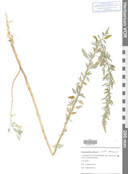 VOR 0041772