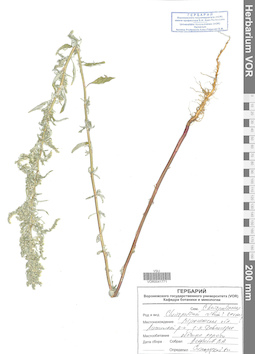 VOR 0041771