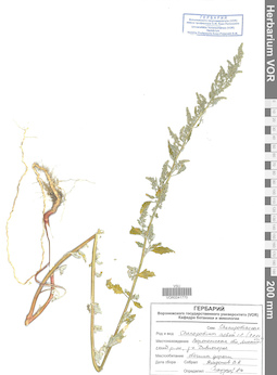 VOR 0041770