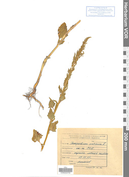 VOR 0024700