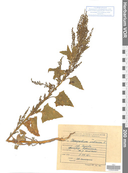 VOR 0024699