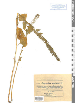 VOR 0024698