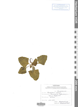 VOR 0024697