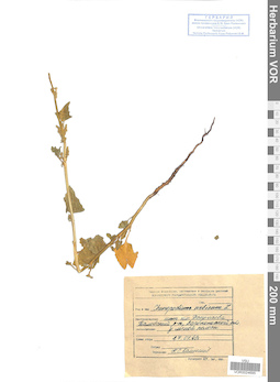 VOR 0024695
