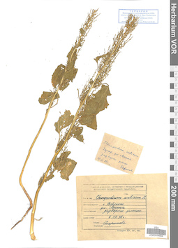 VOR 0024694