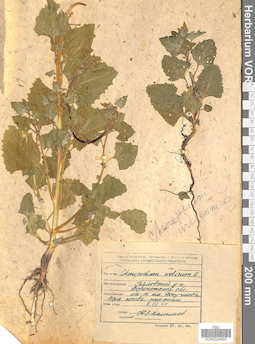 VOR 0024693