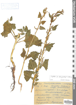 VOR 0024683