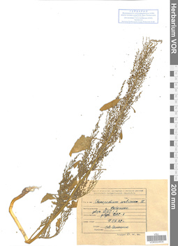 VOR 0024630