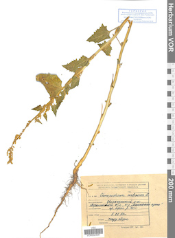 VOR 0024641