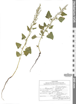 VOR 0023898