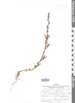 VOR 0040311