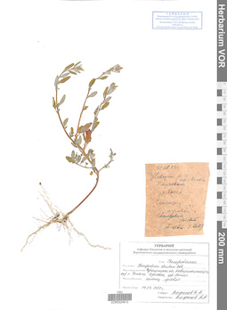 VOR 0024610