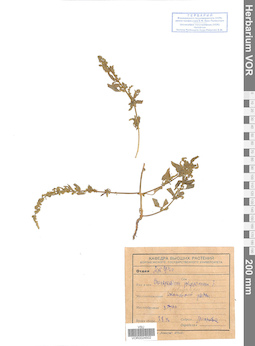 VOR 0024502
