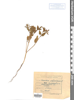 VOR 0024496