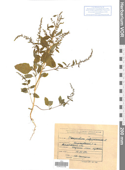VOR 0023768