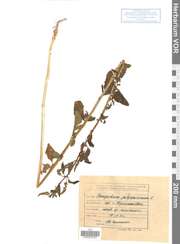 VOR 0023763