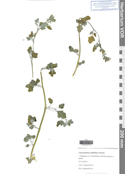 VOR 0040315