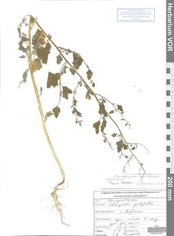 VOR 0024467