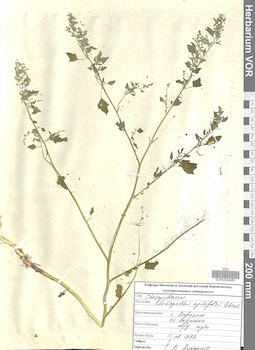 VOR 0024462