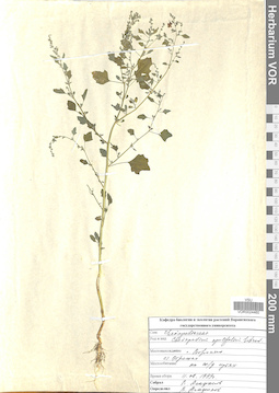 VOR 0024460