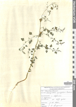 VOR 0024459