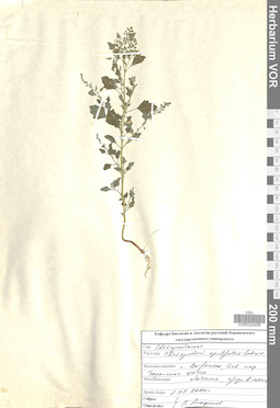 VOR 0024458