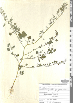 VOR 0024457