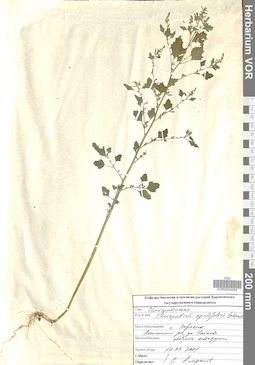 VOR 0024454