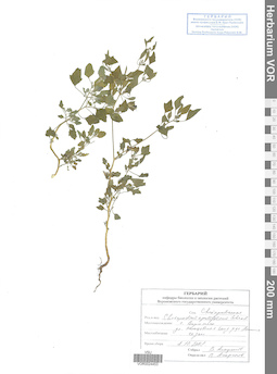 VOR 0024453