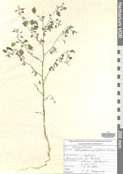VOR 0024452