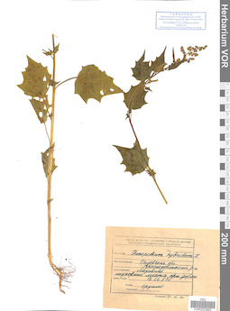 VOR 0023893